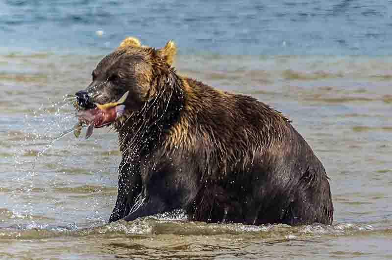 25 - Oso Pardo y salmon - Kamchatka - Rusia